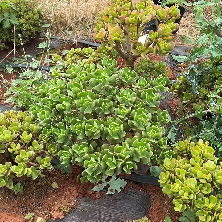 大变异一物一拍36.8链接