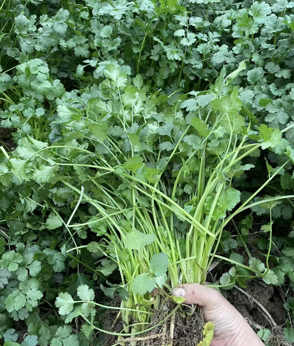 大叶香菜种子四季可种阳台盆栽浓香蔬菜种子