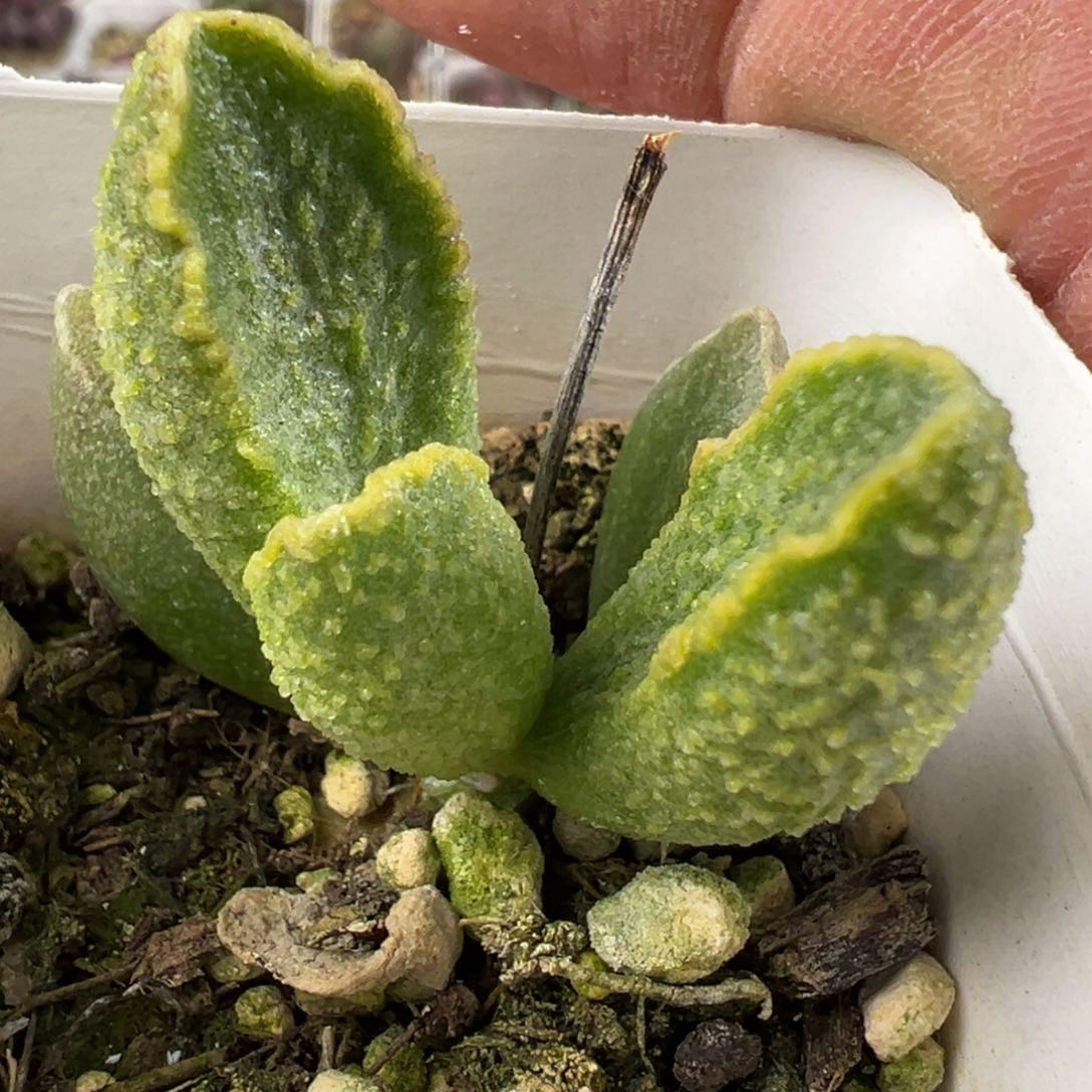 假赤焰水泡多肉植物水泡