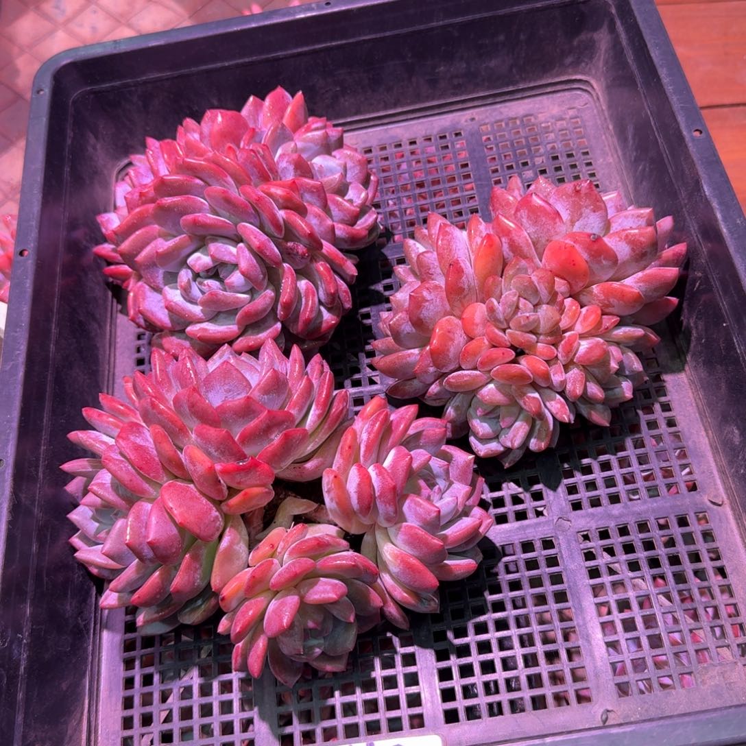 半亩花田橙梦露脱土