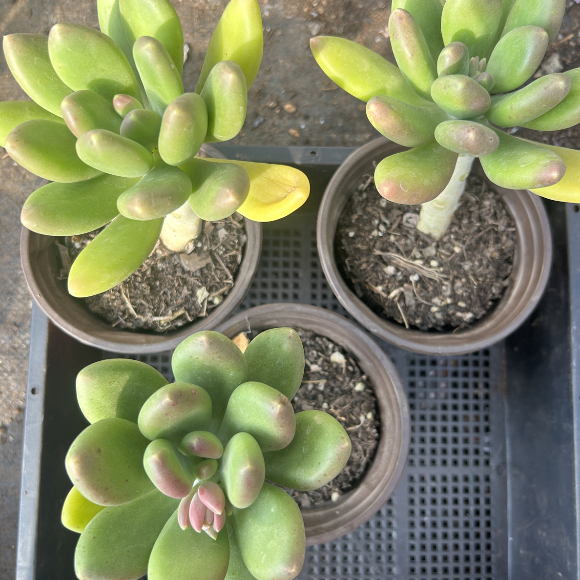 【满三单包邮】金蝉脱土发货