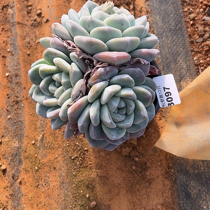 阿雅园艺。      3097