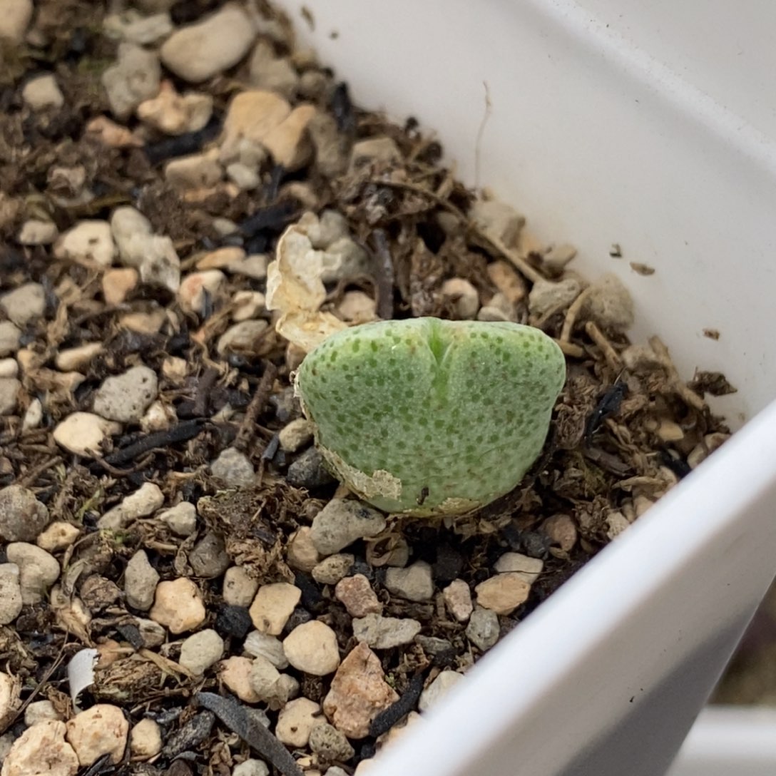 萌**?104号巨型鹿角斑马