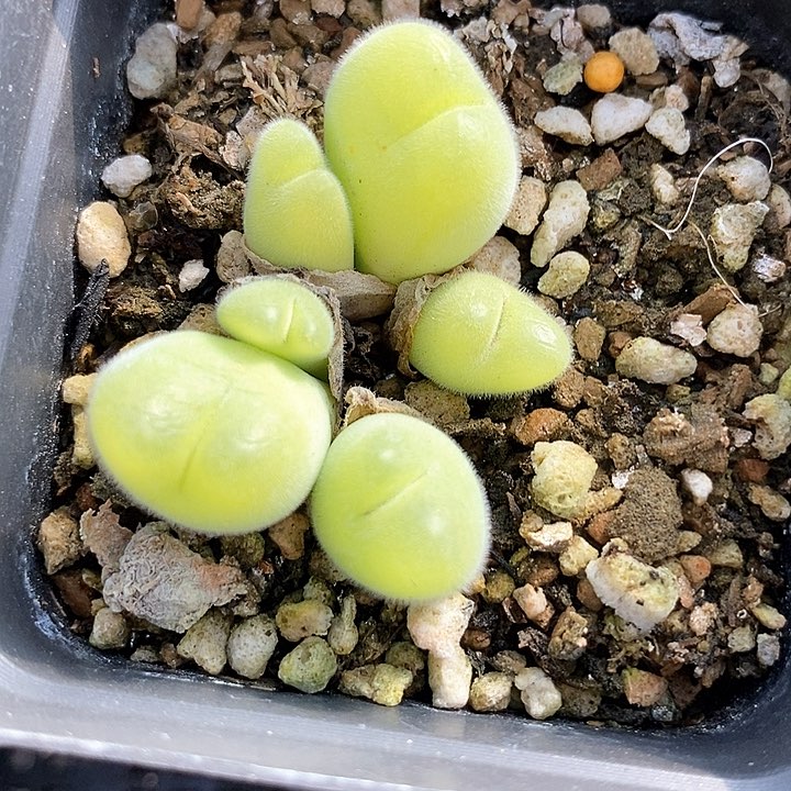 14545毛翠滴一颗         