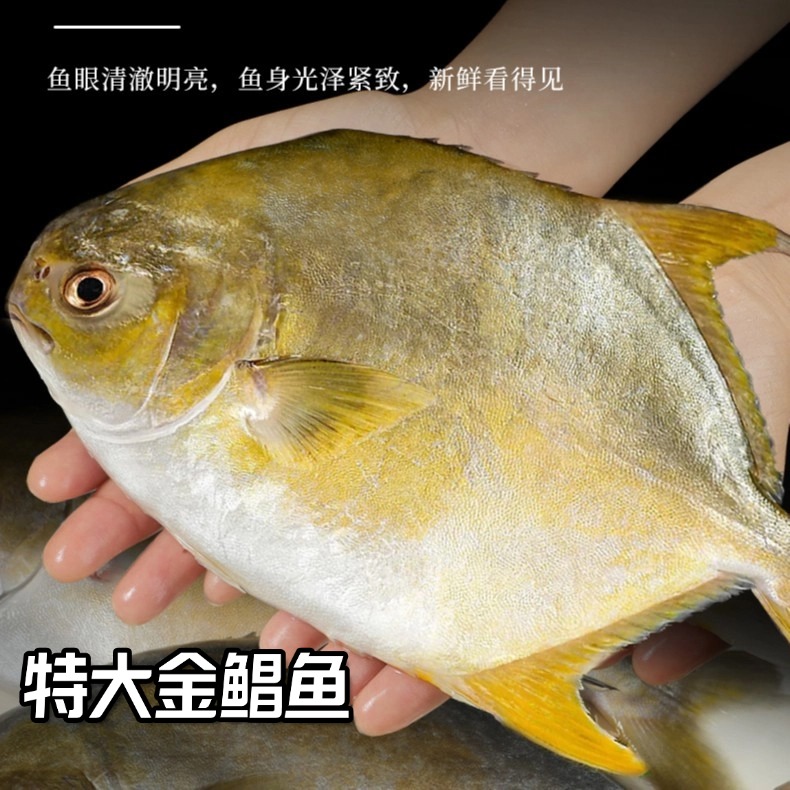【大号四条装】深海金鲳鱼 鲜活速冻发本港金昌鱼水产海鱼总共4.3斤