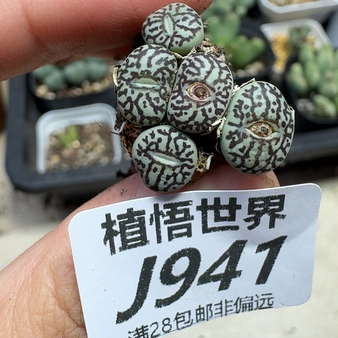 多肉植物的润泽ghnn