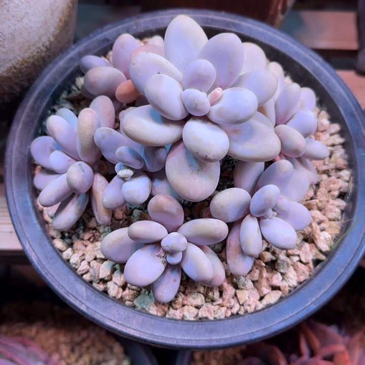 奶酪多肉植物zhizhichi