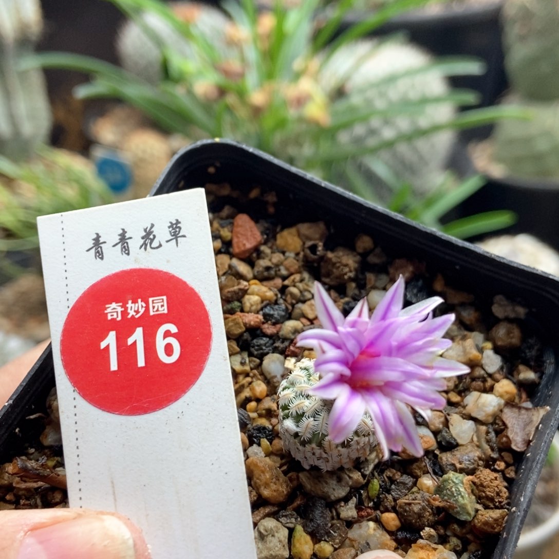 实生精巧殿一棵仙人球