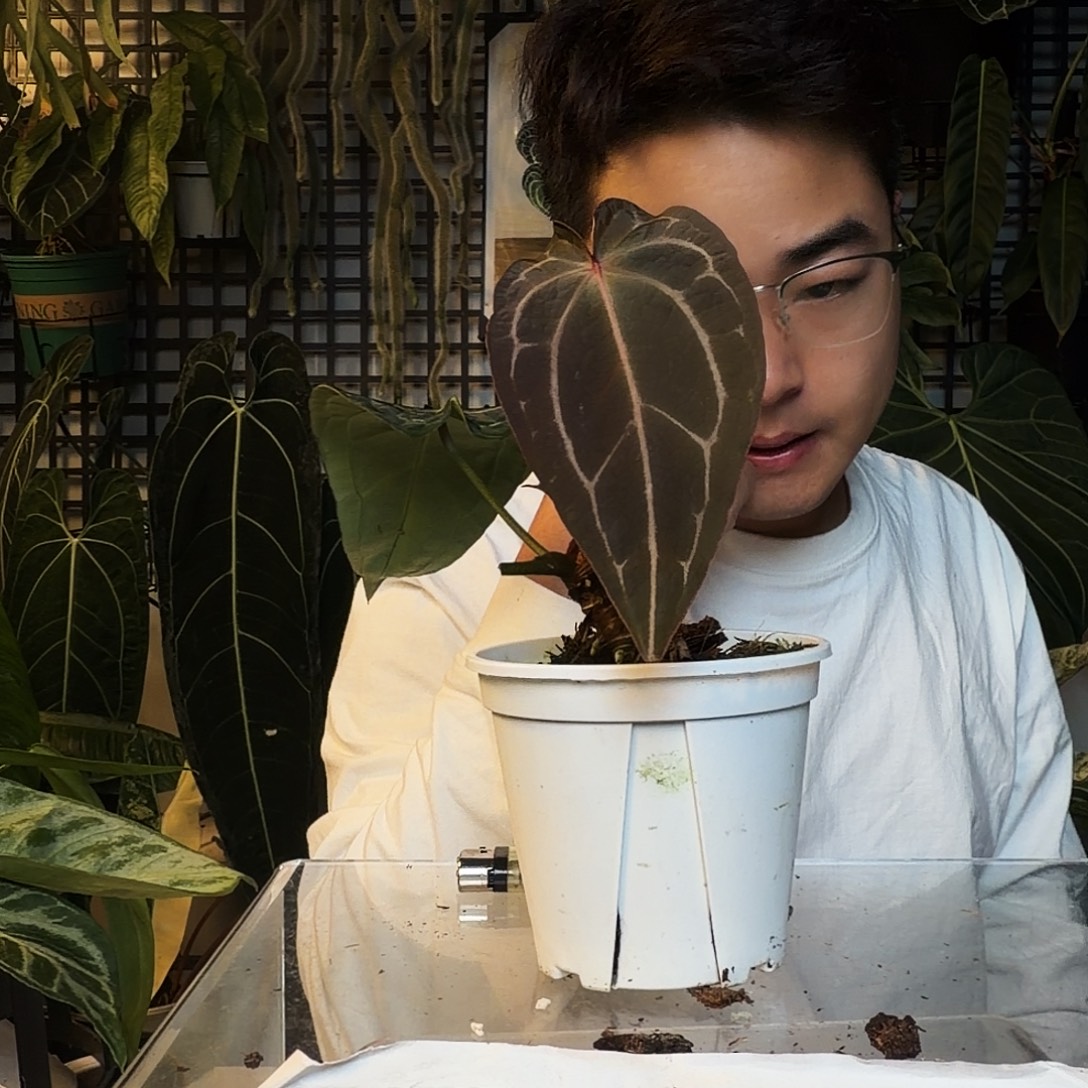 完全开放D66ZARA米歇尔杂南美水晶