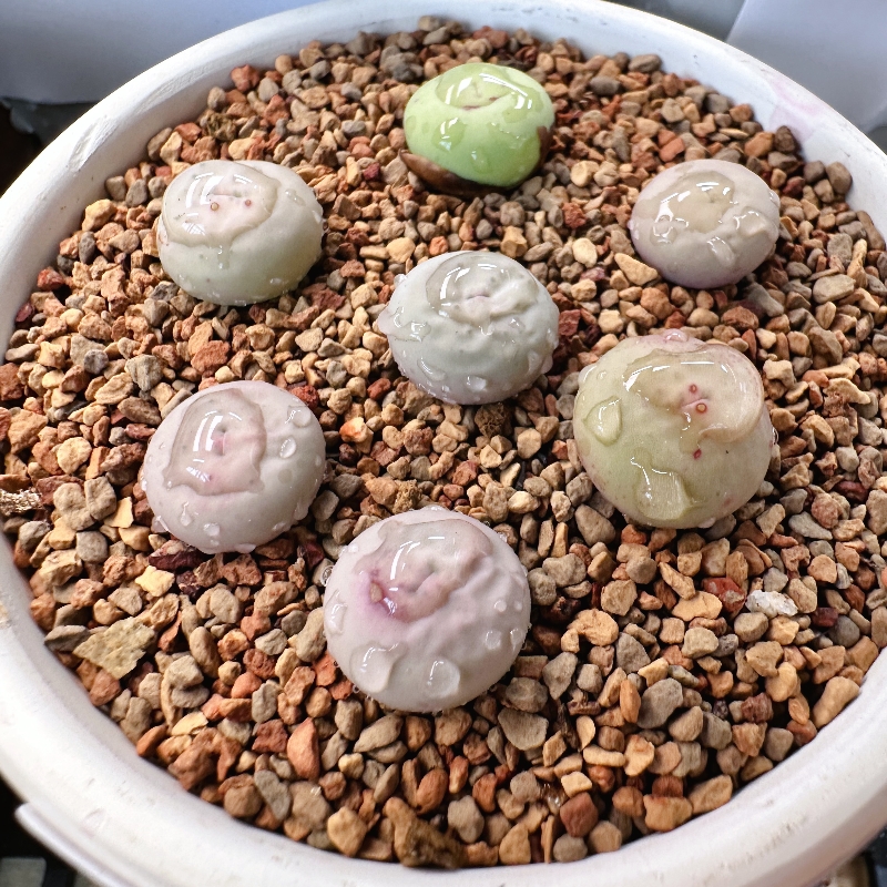 27多肉植物肉锥红嘴一颗