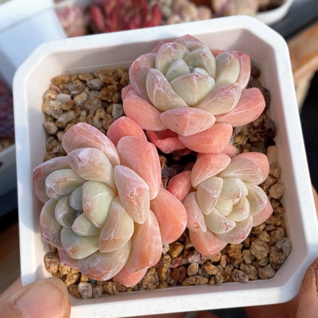 精品多肉一物一拍不包整271