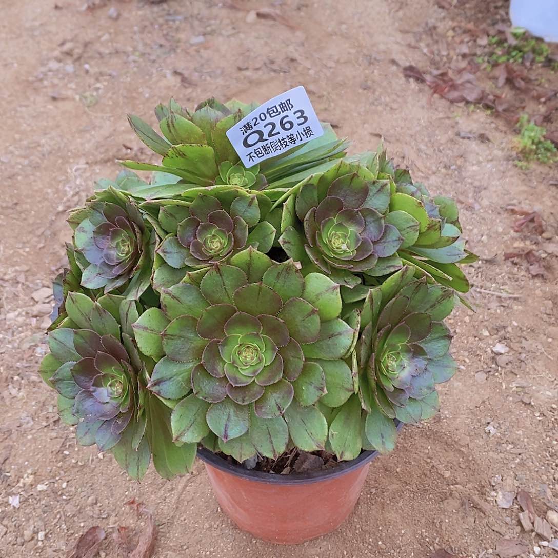 263万拉丝多肉法师锦