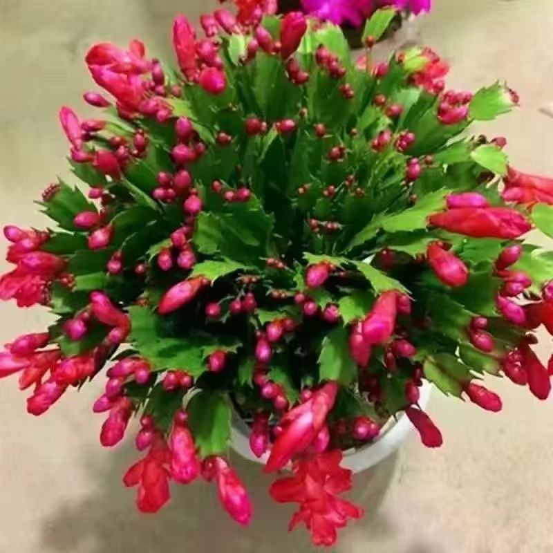 多色蟹爪兰花苗盆栽带花苞好养耐活四季开花适合桌面摆放