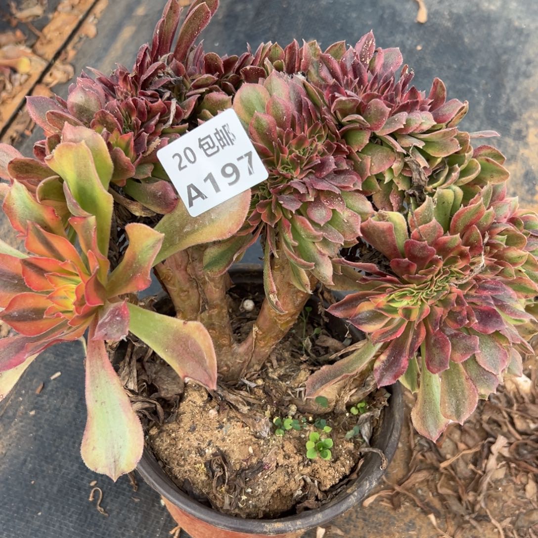 197红秀缀，多肉法师