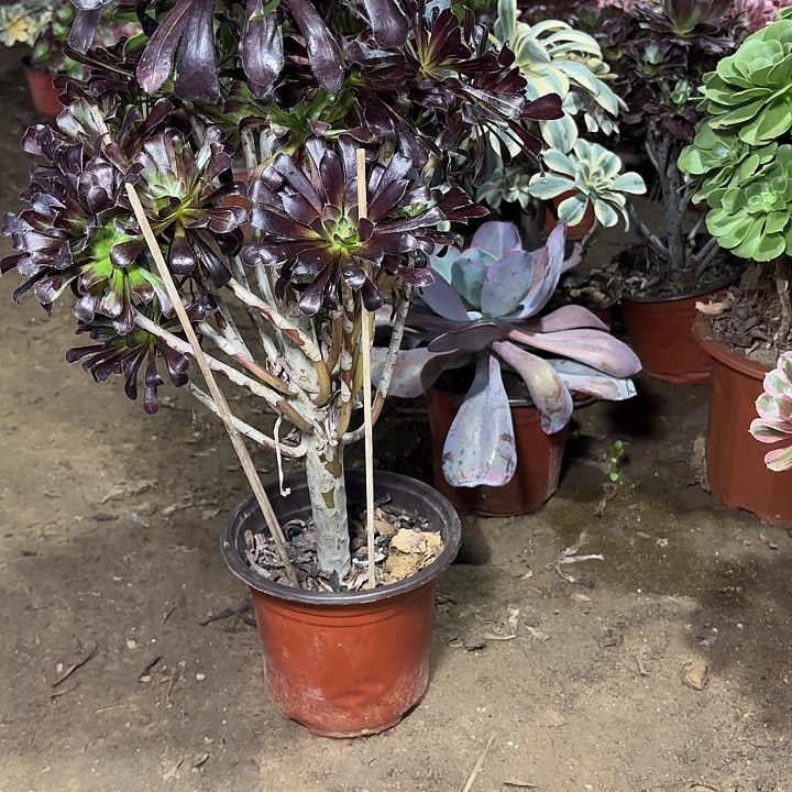 多肉植物水墨丹青16