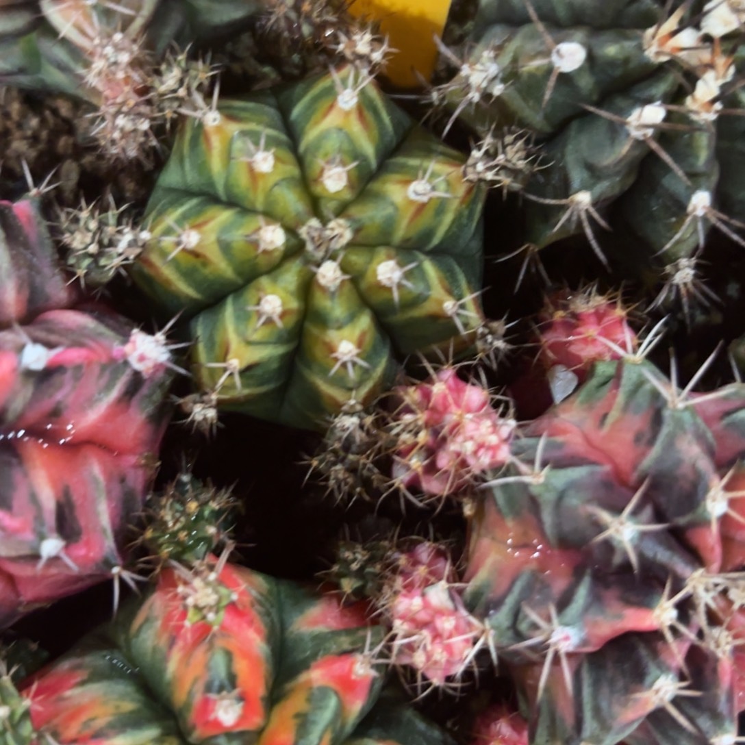 L820-1226泰国发货 cipia肋骨