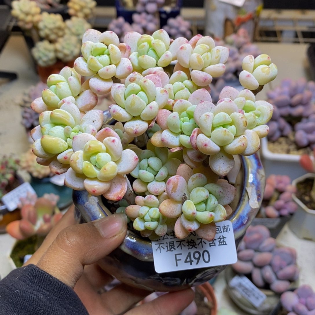 490樱花罗琦多肉有断枝