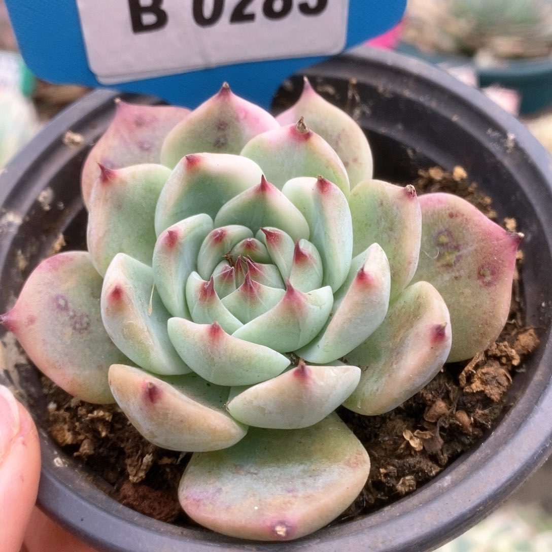 283锦锦锦锦锦锦锦