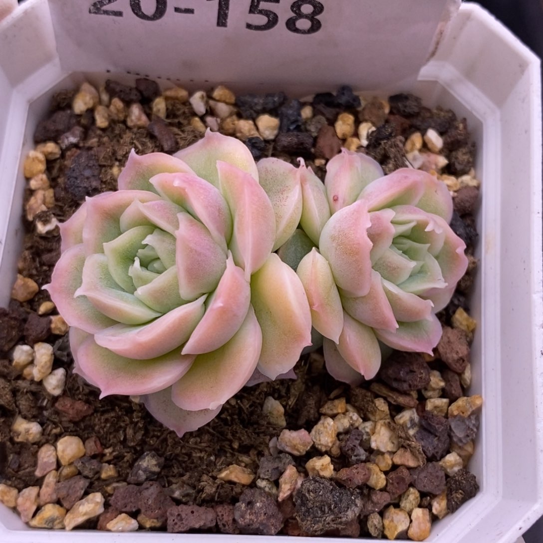 【闪购商品】20-158