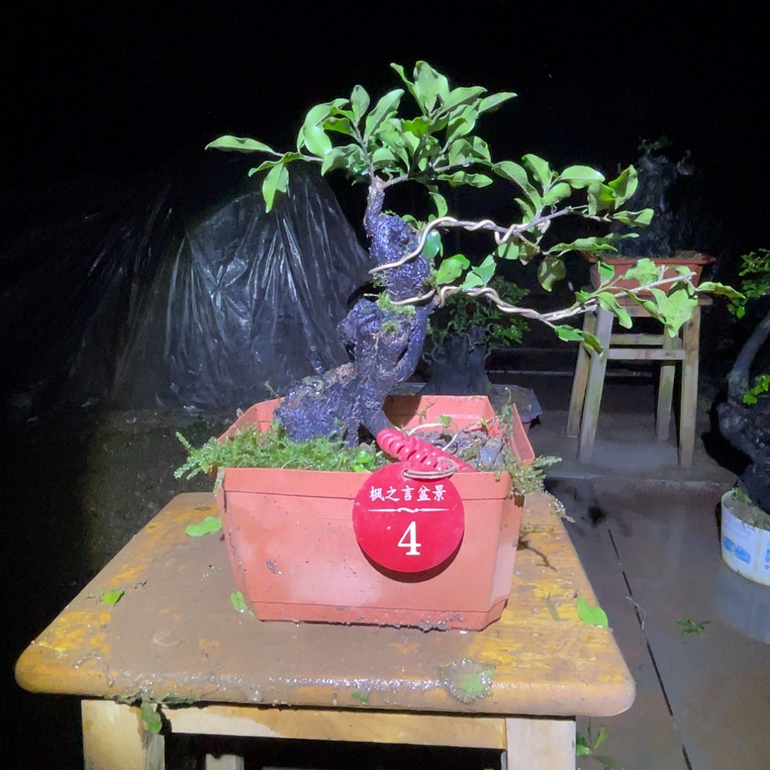 何***哥完全开放灌木金弹子