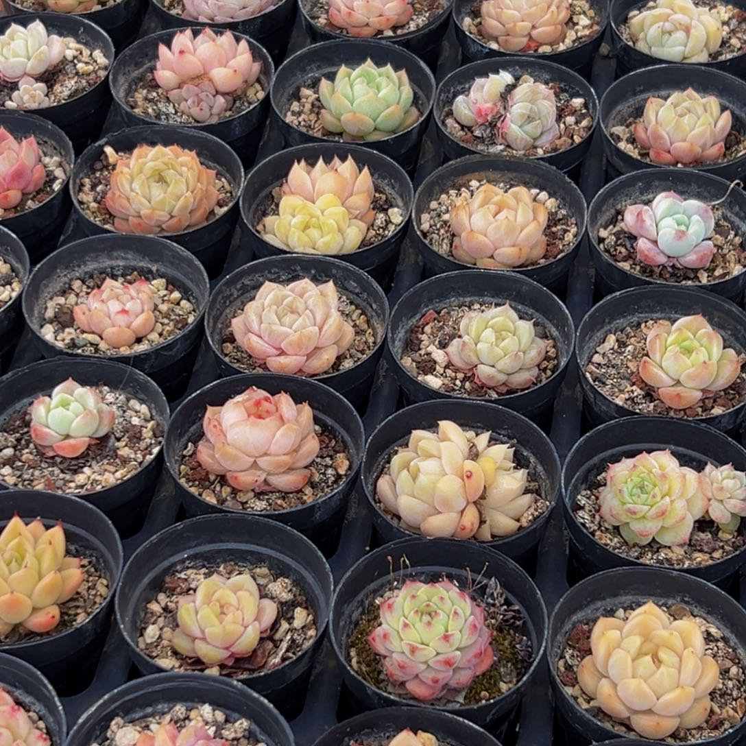 562多肉葡萄的味道是真的