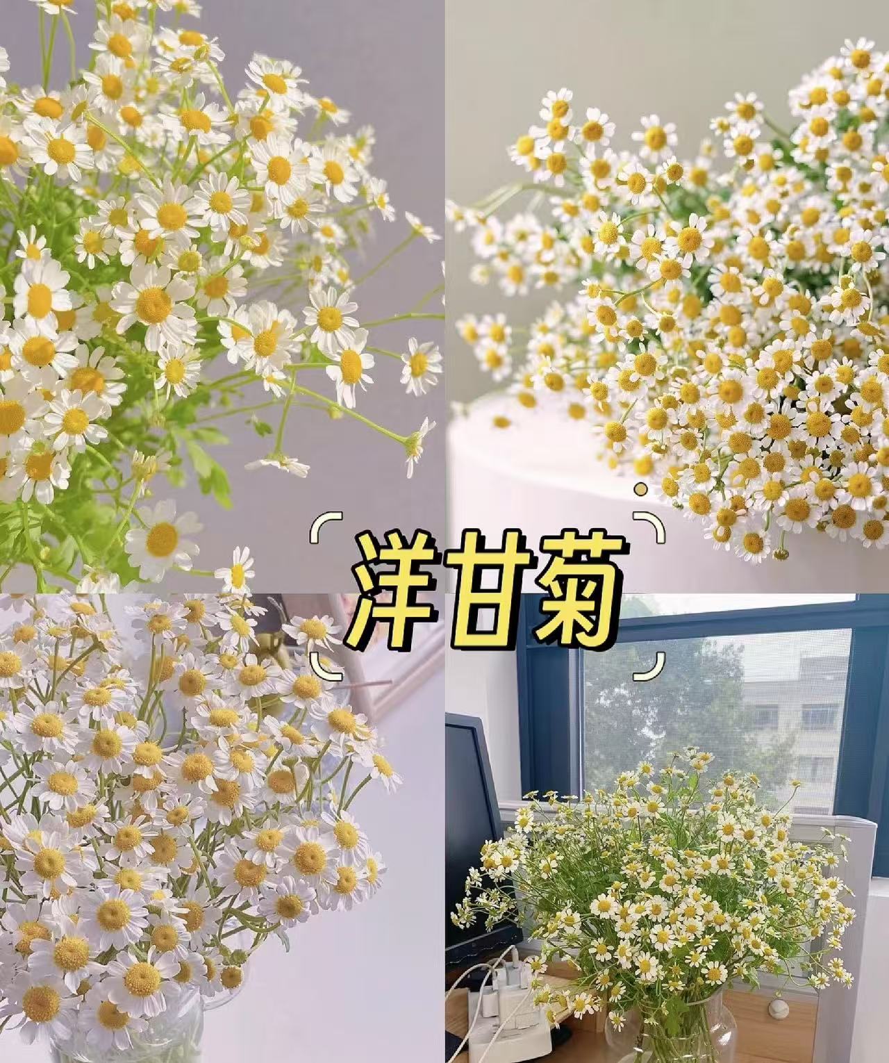  【凑单福利 洋甘菊】任意两单及两单以上鲜花顺丰包邮发货