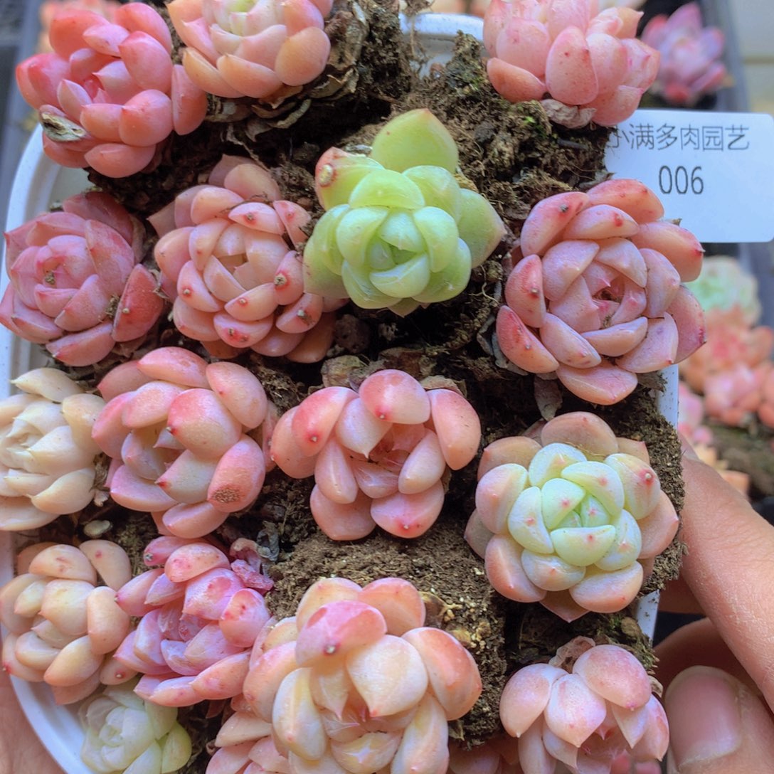 我也想要这样的006