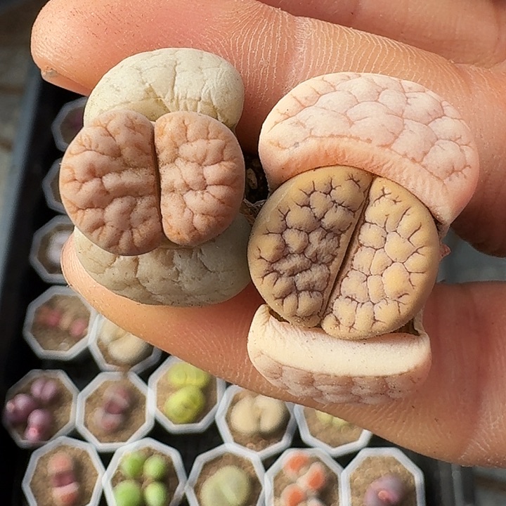 生石花11111。    9