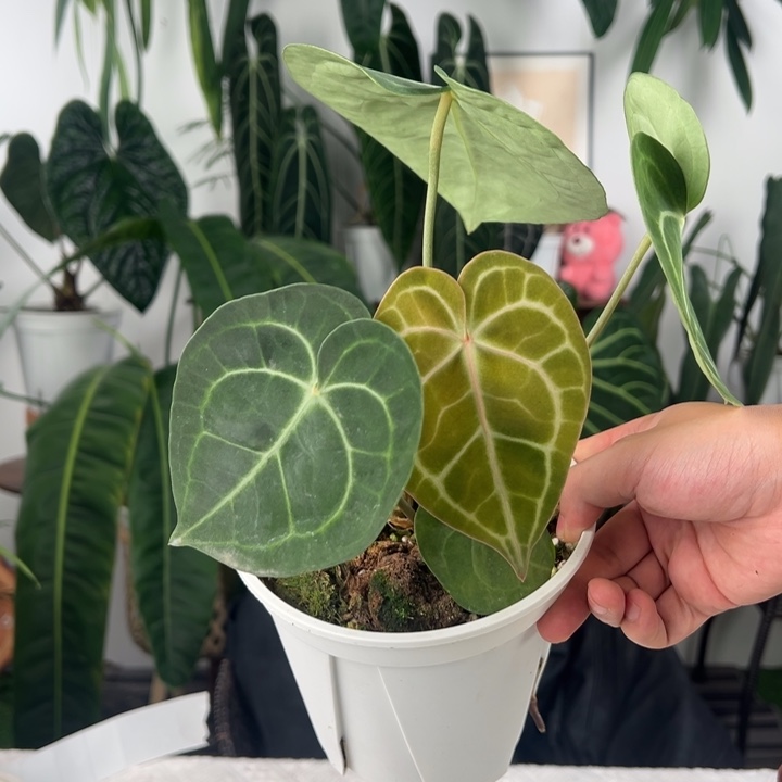 不开花植物印尼密纹克莱恩