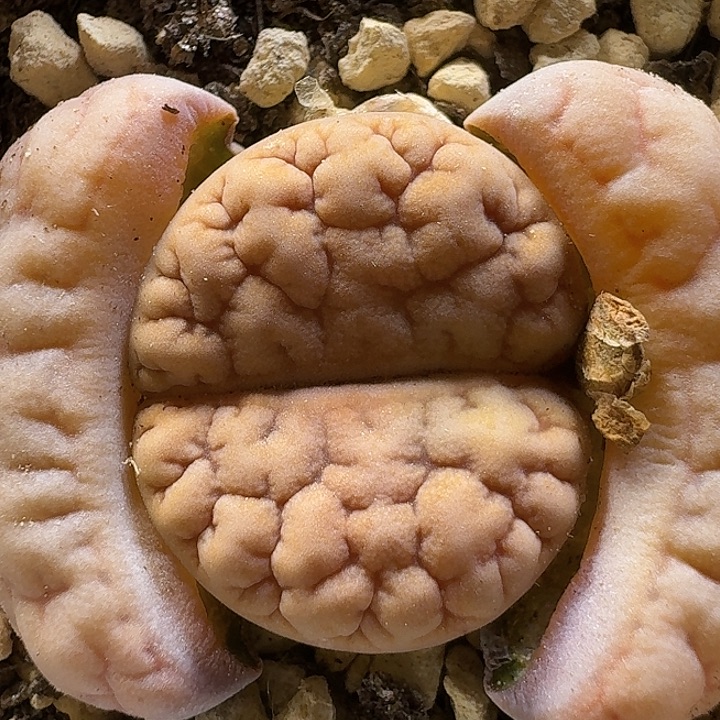 生石花1111111。  306