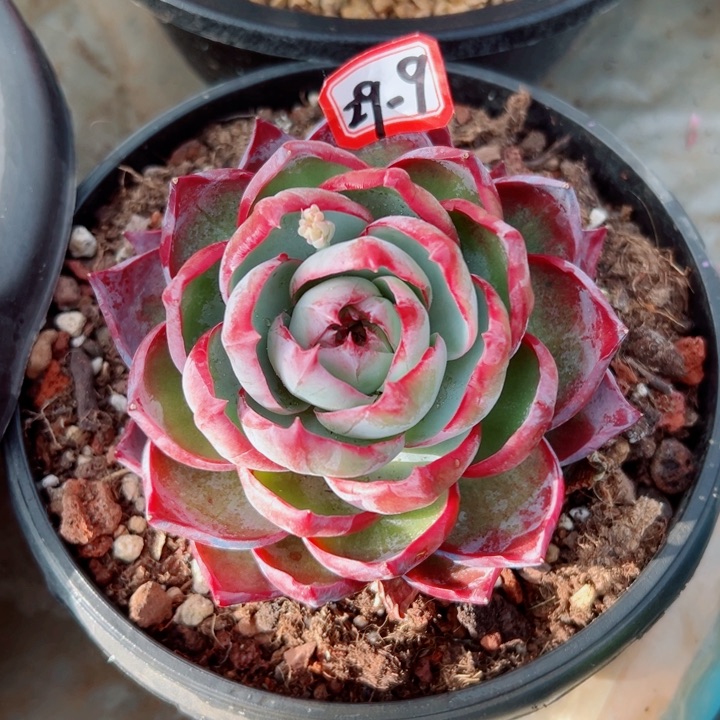 精品多肉植物老桩