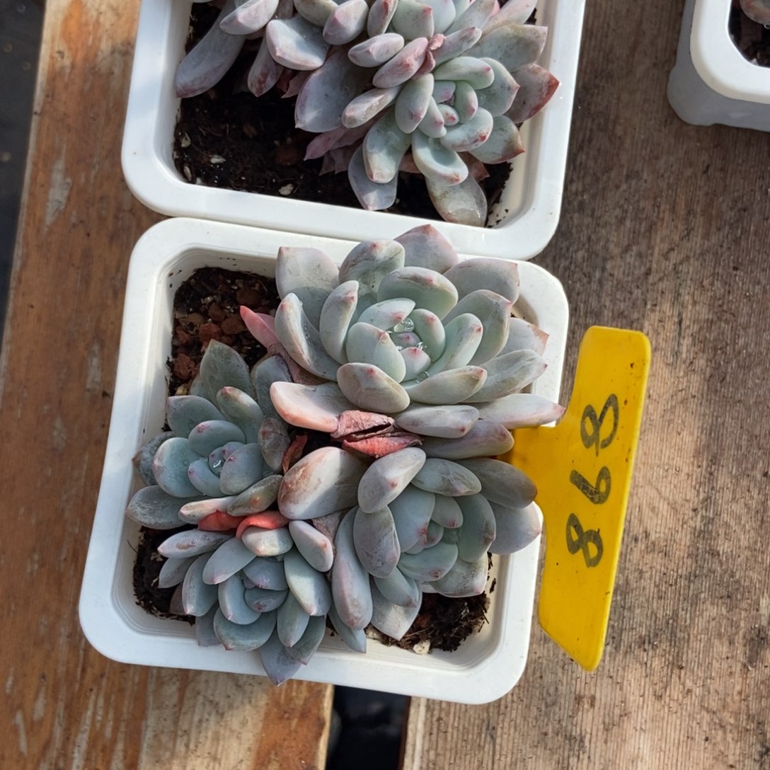 娆***佀114 898星影多肉植物