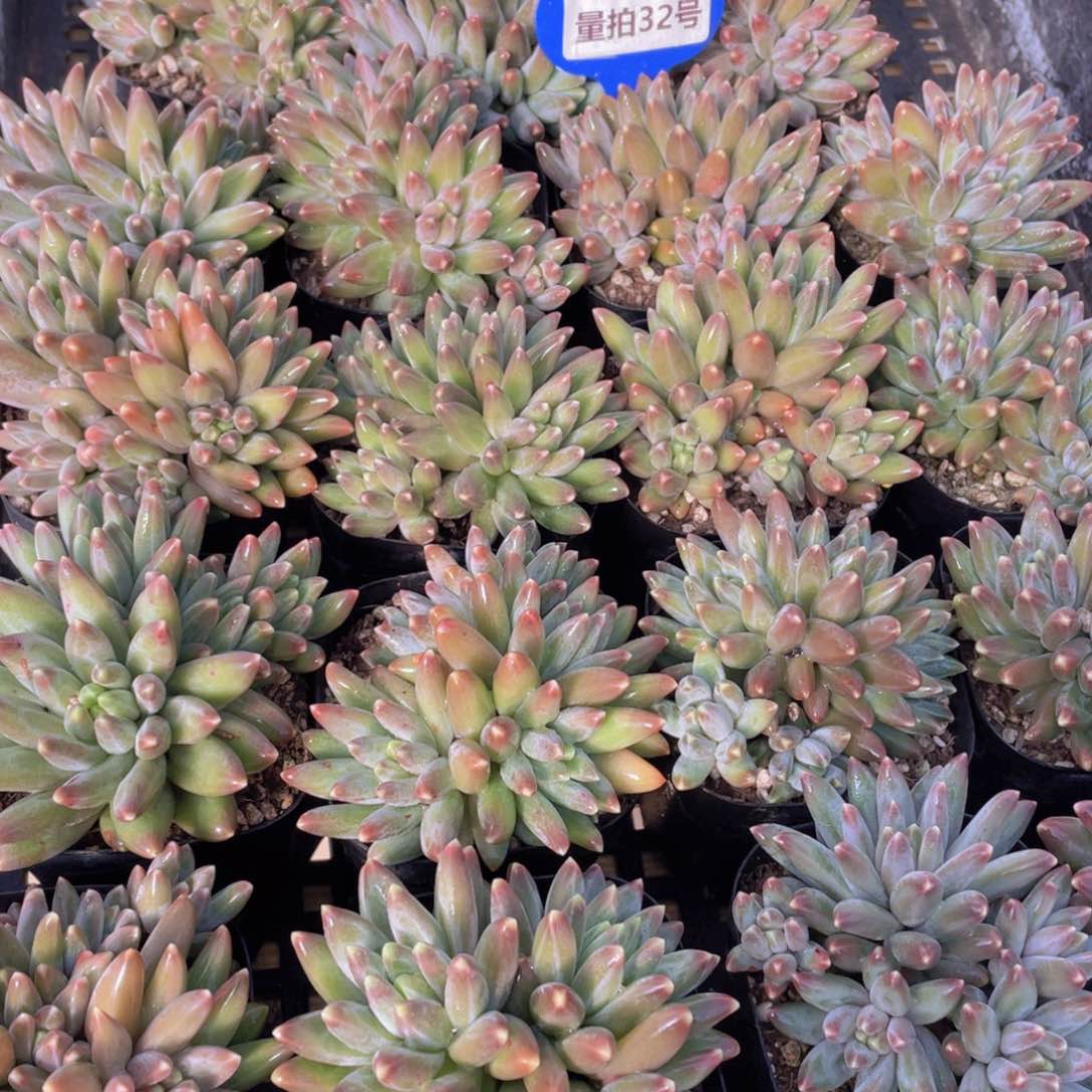 量拍32号 伊卡鲁斯群生四头起一个