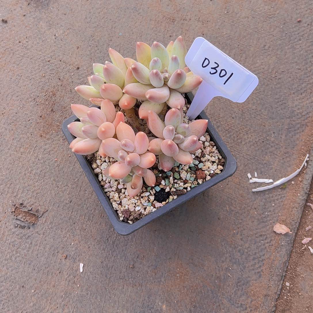 花***花0301美人30。。。