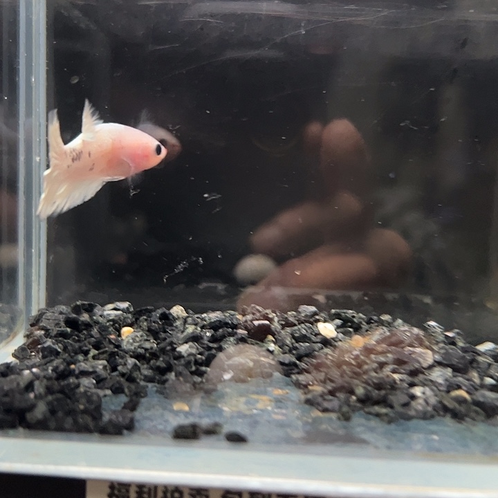 斗鱼跑单拉黑11日49