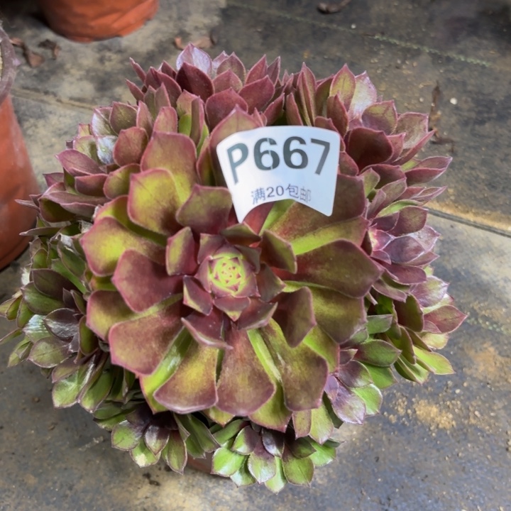 瑞妈多肉植物667.