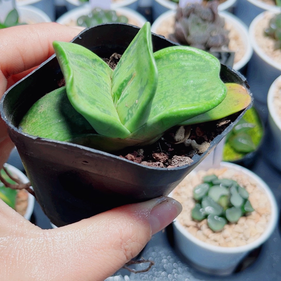 卧牛多肉植物66666