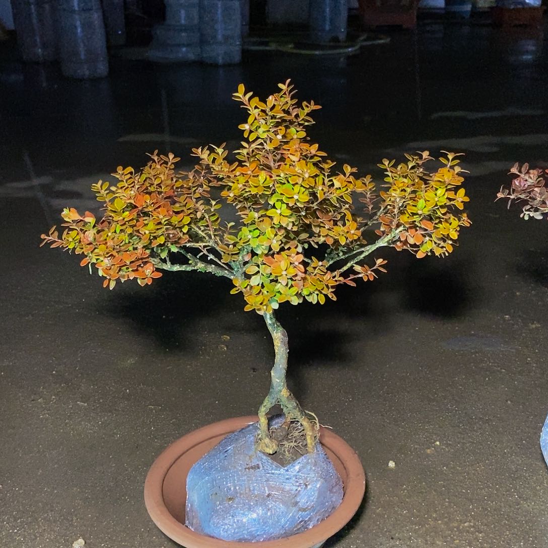 招***宝安徽天柱山珍珠黄杨