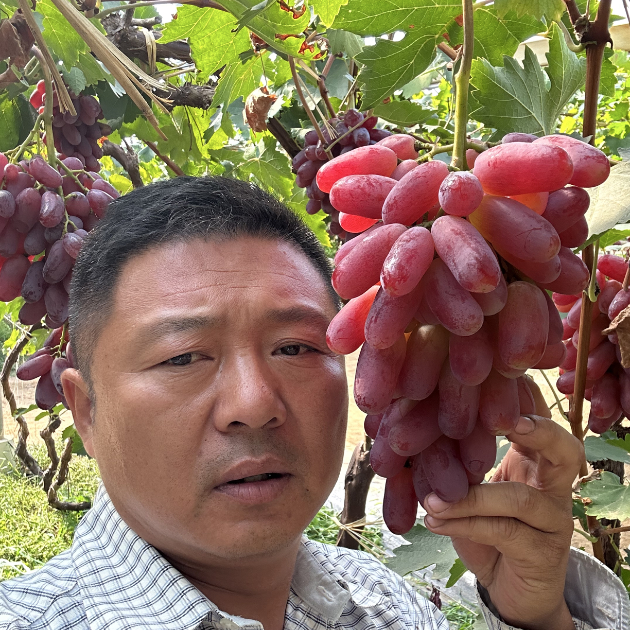 葡萄苗木 专用链接