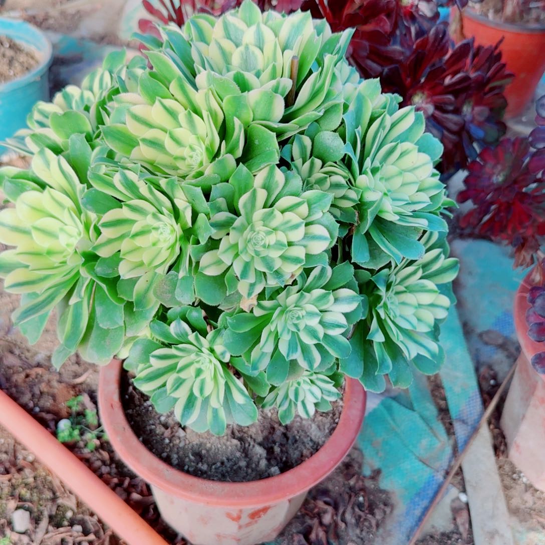 辛尼亚法师多肉812