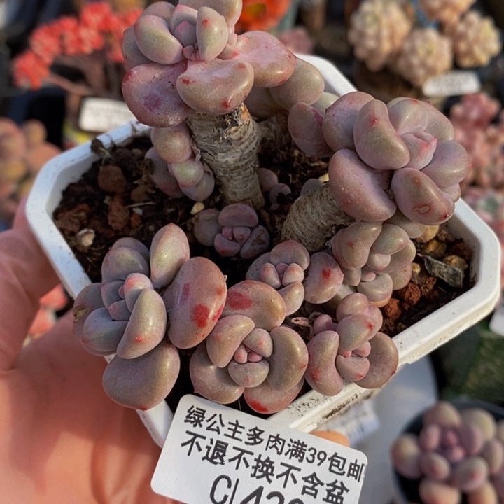 花斑鹿老桩7cm420多肉