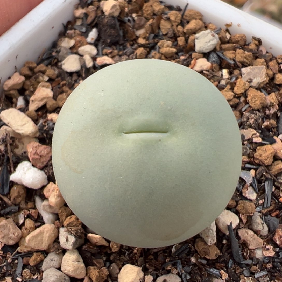 718多肉植物种类和