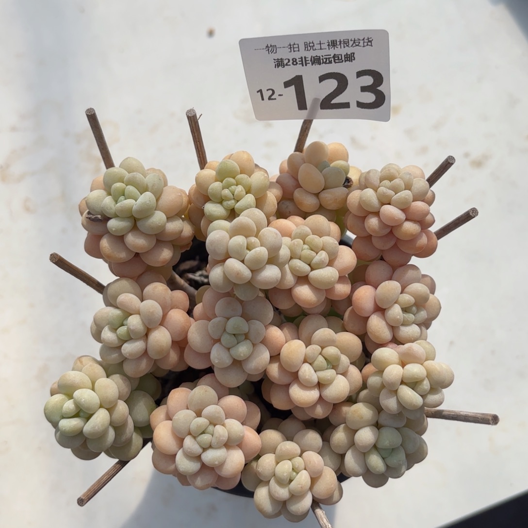 韩系洛可可老桩多肉多肉