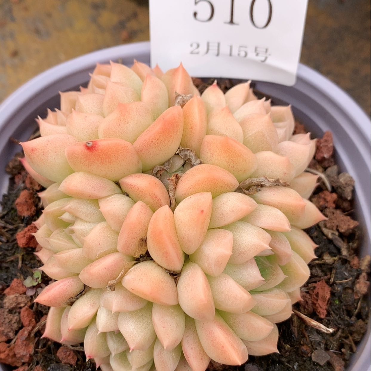 【闪购商品】云510号