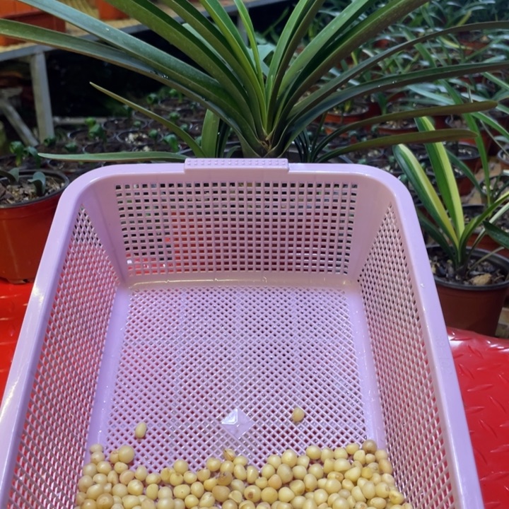 完全开放去除甲醛净化空气