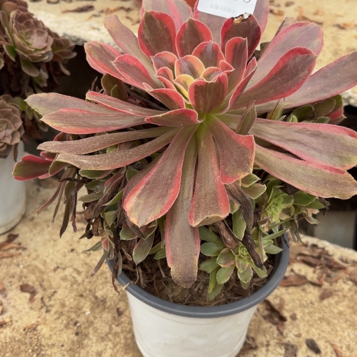 梦娜丽莎多肉处理不包断头1065