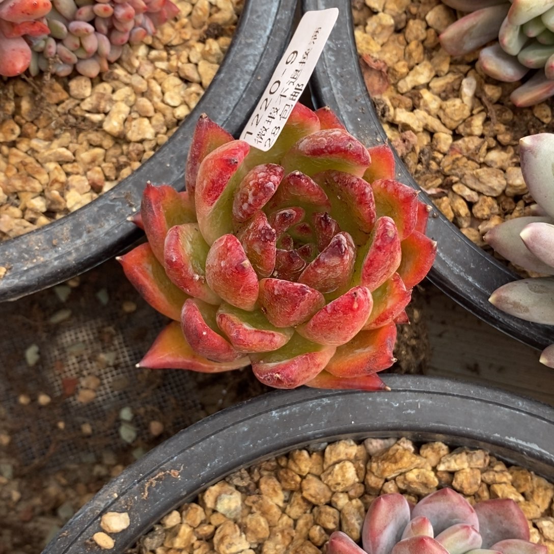 用***29号多肉小可爱一个呀