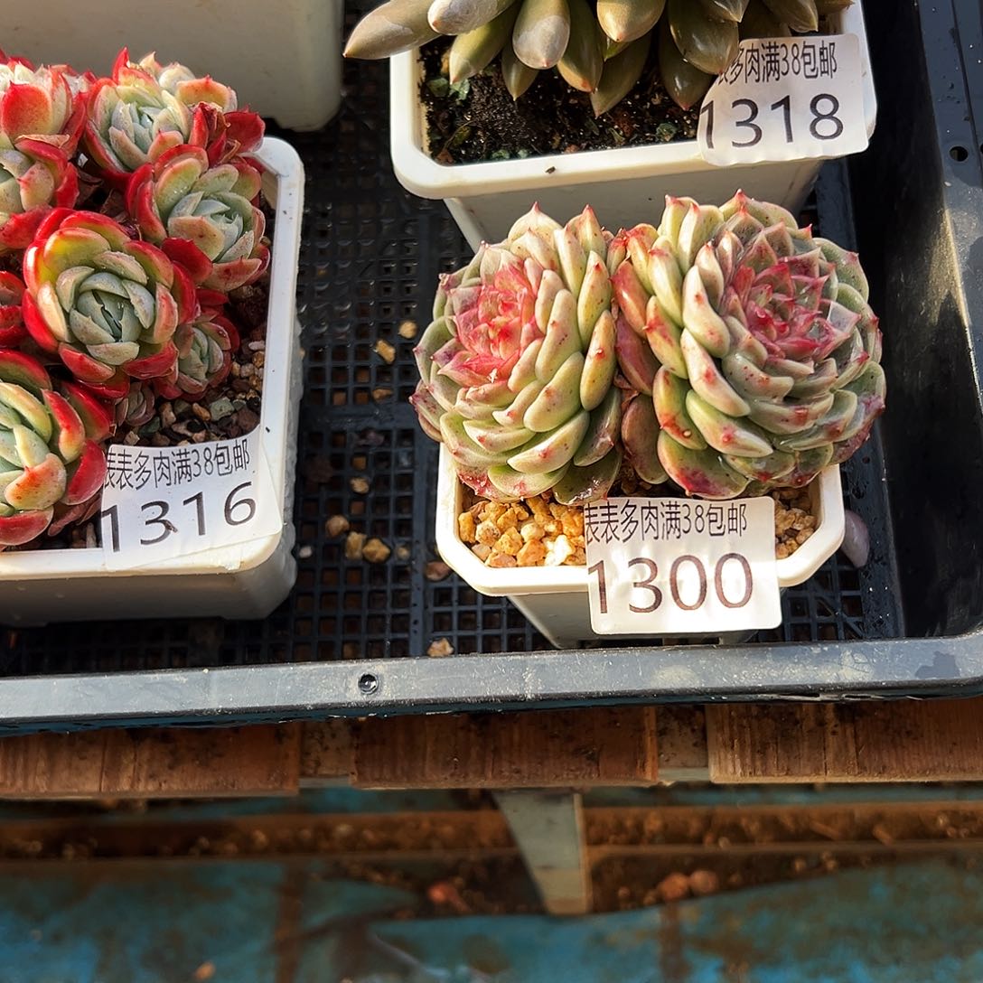 多肉一物一拍植物1300