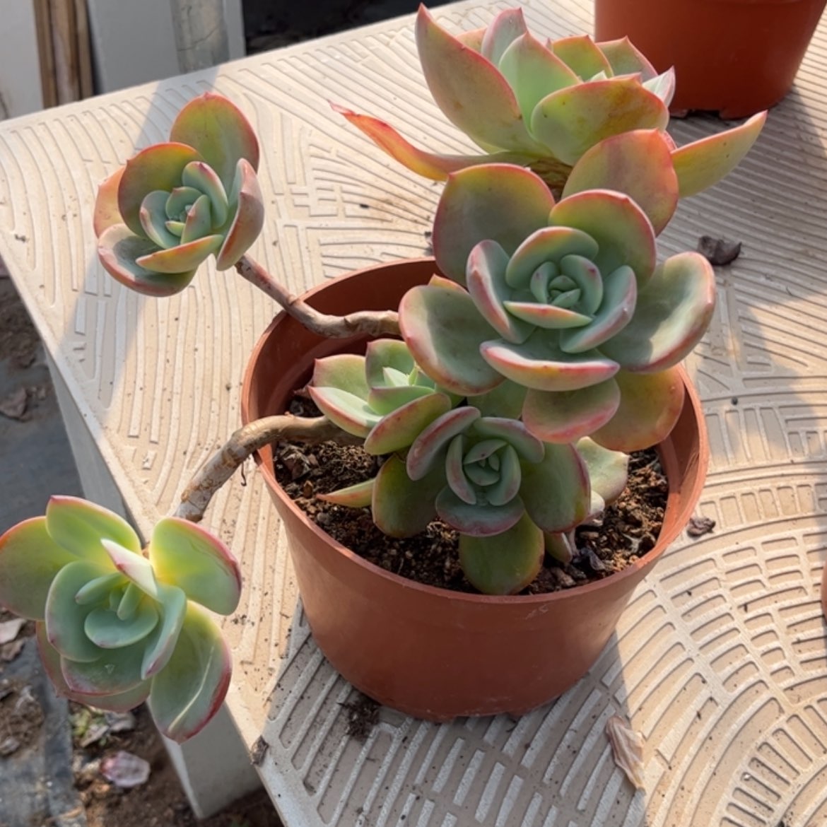 【闪购商品】无花朵