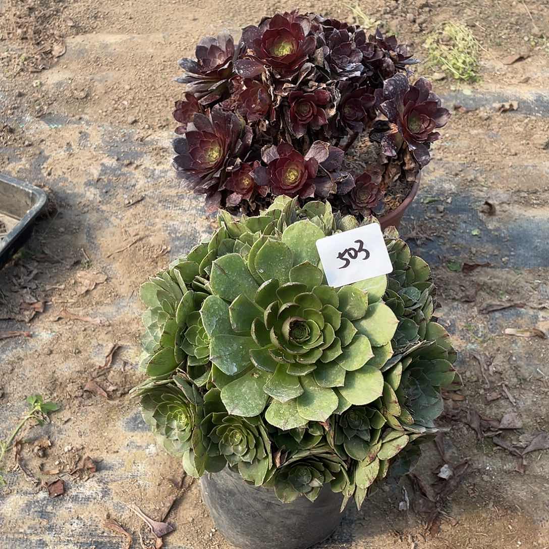 502法师植物组合